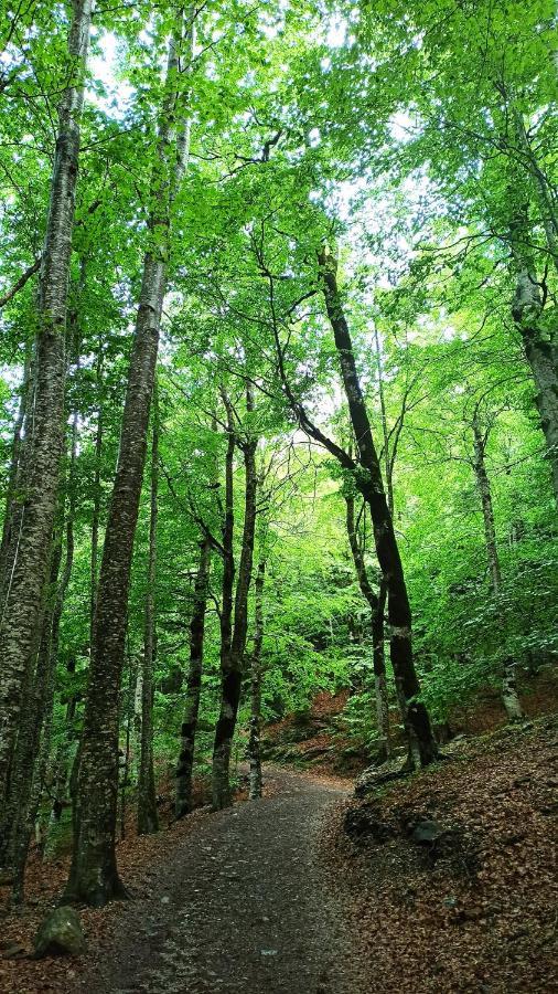 Finger Lakes Treehouse Sodus Εξωτερικό φωτογραφία